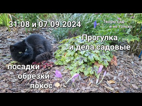 Видео: Творю сад. 31.08 и 07.09.24. Прогулка по саду  и дела садовые