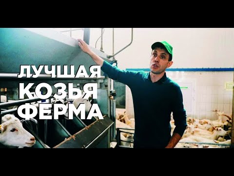 Видео: Самая современная козья ферма/ЛукозСаба/Экскурсия по хозяйству