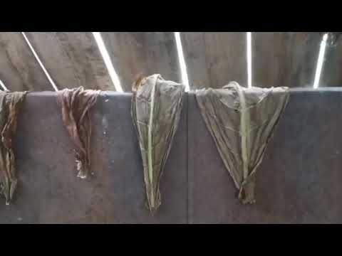 Видео: Пластование жилы 