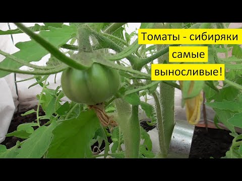 Видео: Я в шоке! Томаты наливаются, а вокруг снег и мороз! Обзор 26 марта. Ольга Чернова.