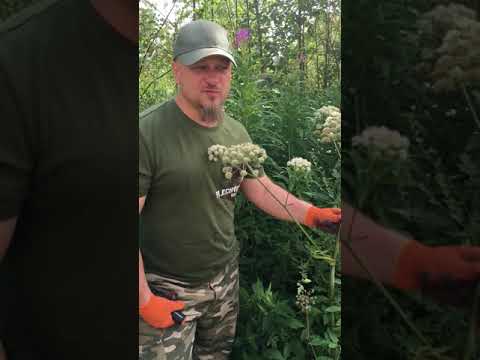 Видео: Дудник лесной и дягиль лекарственный. Алефиров А.Н.