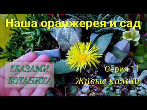 Видео: Наша оранжерея и сад — Серия 11 — Живые камни (литопсы, конофитумы, плейоспилосы, муирия и другие).