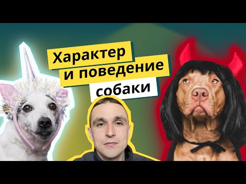 Видео: Как формируется характер и поведение собаки