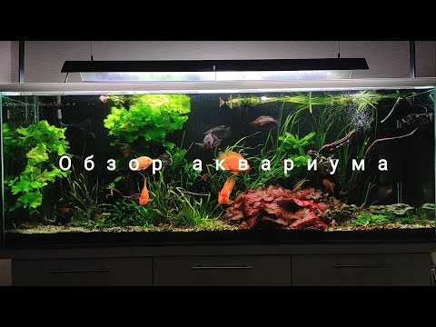 Видео: Аквариум с американскими цихлидами #астронотус #американскиецихлиды #цихлиды #цихлидывтравнике