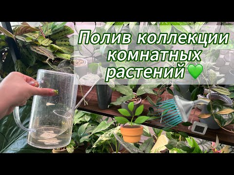 Видео: Полив моей коллекции комнатных растений💚