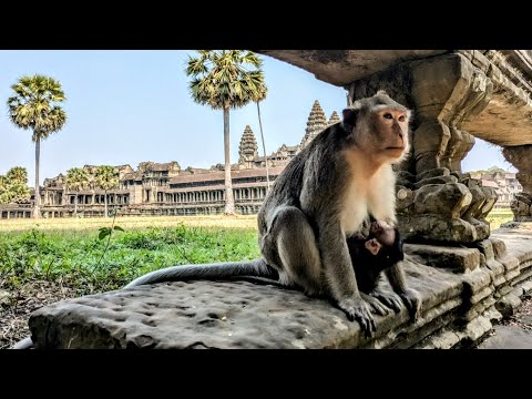 Видео: Храмовые обезьяны Камбоджи #ещеневымершие #обезьяны