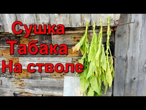 Видео: Сушка Табачного листа на стволе, как , зачем и почему.