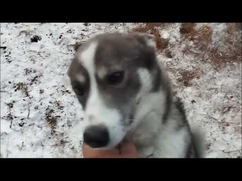 Видео: Осень. Начало охотничьего сезона. Autumn. Beginning of the hunting season. @ШтатныйОхотник