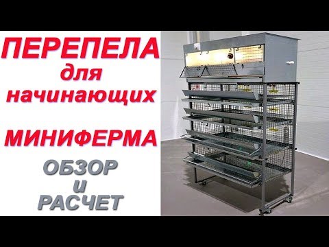 Видео: Перепела для начинающих-миниферма