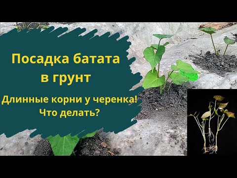 Видео: Посадка батата в грунт. Есть нюансы