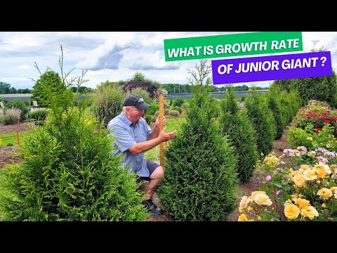 Видео: Какова скорость роста туи Junior Giant? Как она соотносится с Green Giant? 😉👍👏