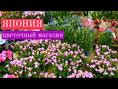 Видео: 💮Япония. Цветочный магазин в Японии.