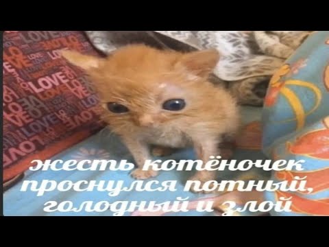 Видео: Ищу С Кем Поиграть, Пишите В ТГ: keeper_dota 🥺 #shorts #шортс #дота2