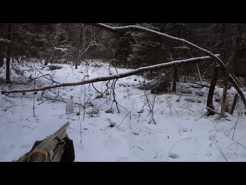 Видео: Охота на зайца с эстонской гончей ! 16.02.25 г. Заяц пришел в ноги ! Семь патронов  …..