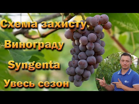 Видео: Схема захисту винограду від Сингента на увесь сезон. Хвороби винограду