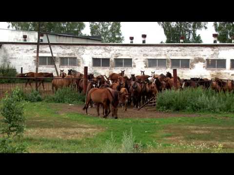 Видео: НОВОСИБИРСКАЯ ОБЛАСТЬ - Черепановский район