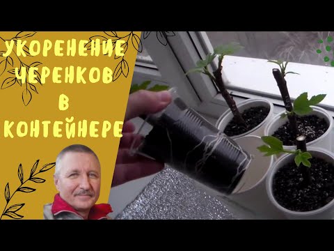 Видео: Укоренение черенков в контейнерах.