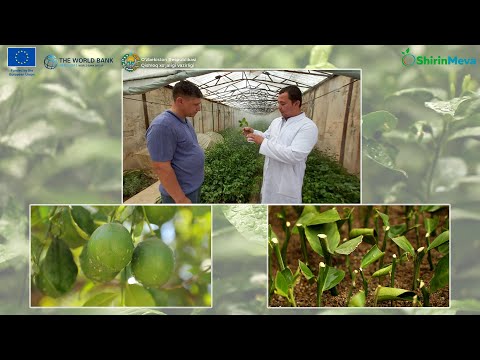 Видео: Лимон кўчатлари учун қаламча усулини қўллашда нимага эътибор қаратиш лозим?