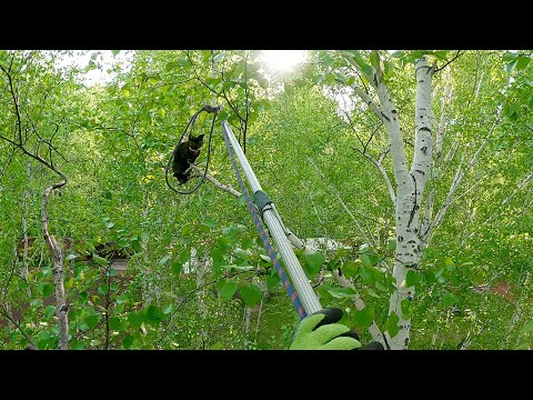 Видео: Чернышка