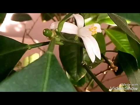 Видео: КАЛАМОНДИН УХОД в домашних условиях./ЦВЕТЕНИЕ и начало ПЛОДОНОШЕНИЯ!/ Домашний Мандарин