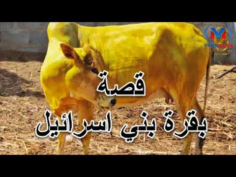 Видео: «Бақара қиссаси» Акрамжон домла