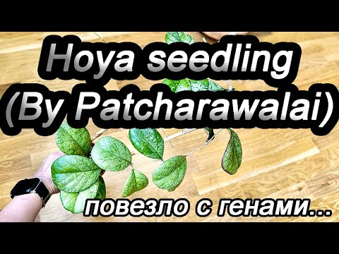 Видео: Hoya seedling (By Patcharawalai)-повезло с генами...