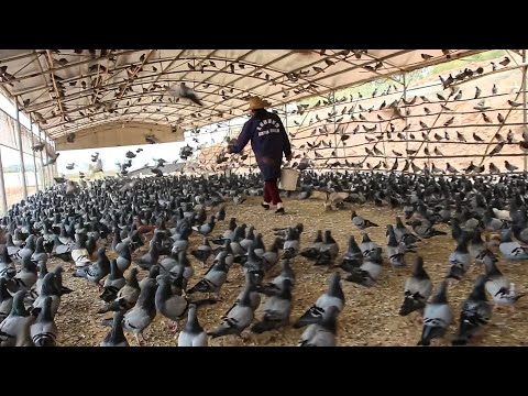 Видео: иллионы голубей разводят на мясо в Китае 🕊️ - Переработка голубиного мяса на фабрике