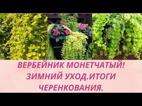 Видео: Вербейник монетчатый.Способ сохранение и уход зимой.Укоренение черенков.Ампельное растение для сада.