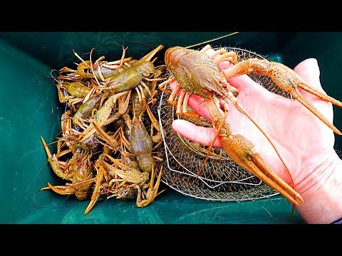 Видео: Ловим Крупных Раков-Самцов в Раколовки! Закрытие Весенего Сезона!