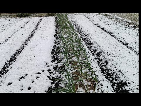 Видео: Как нас в мае метель накрыла/ приехал сослуживцев/