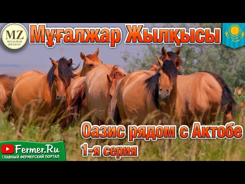 Видео: Мугалжарские лошади - гордость коневодов Казахстана. Мугалжары - уникальная порода для мяса и молока