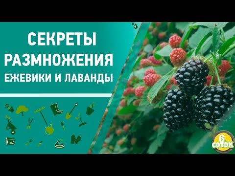 Видео: Секреты размножения ежевики и лаванды. 6 соток 30.09.2019