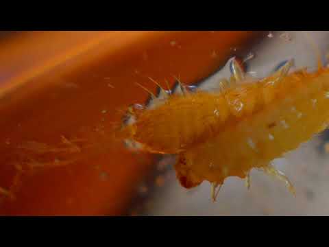 Видео: Шок! Почти год без воды! Кожеед под микроскопом.