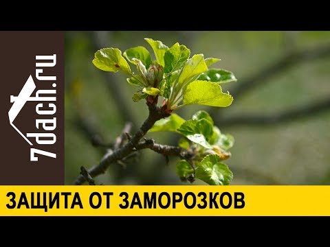 Видео: 🏡 Как защитить сад от заморозков и резкой смены погоды - 7 дач