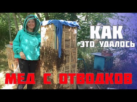 Видео: Фильм. Как сделать однорамочный отводок пчел на маточник от Комплектации до сбора меда с подсолнуха