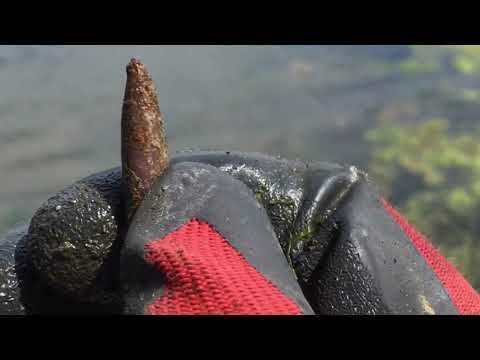 Видео: Оренбург. Река Урал. Поиск с поисковым магнитом. Район автомобильного моста