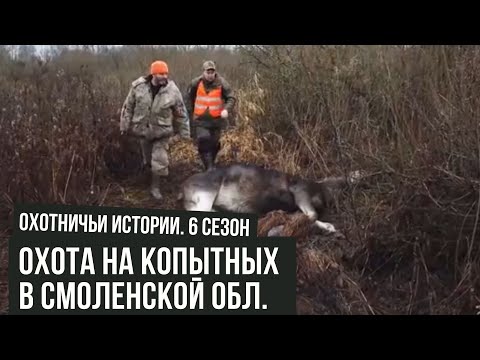 Видео: Охота НА КОПЫТНЫХ в Смоленской области \Охотничьи истории \ #15
