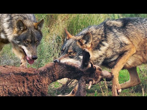 Видео: Иберийские Волки — Свирепые и очень Редкие хищники! Атакуют кабанов и не боятся медведей!