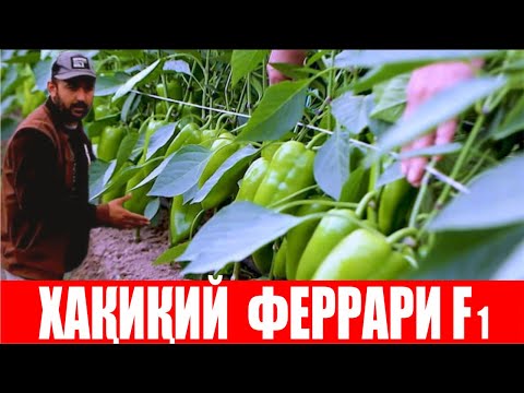 Видео: Ҳақиқий Ferrari F1 ҳосили учун албатта ҳақиқий Ferrari F1 уруғларини экинг! (Ferrari F1-Sakata)