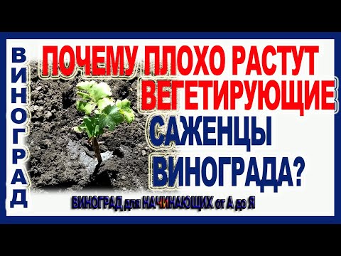Видео: 🍇 Распространенная ошибка при посадке вегетирующих саженцев винограда в открытый грунт.