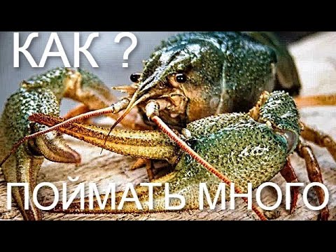 Видео: Как Поймать Много Раков осенью? ТОП-3 Приманки для Ловли Раков На Раколовки! Раскрываю секреты 2020