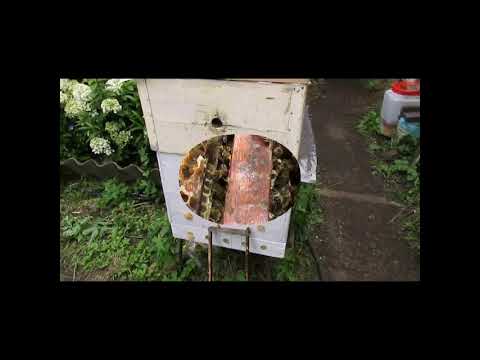 Видео: отрутневела пчелиная семья, лучшие способы исправления и возможные ошибки при исправлении трутовок