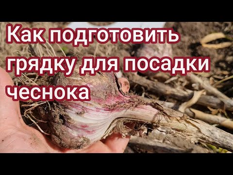 Видео: Чеснок с кулак. Диаметр 9см. Вес 180гр.