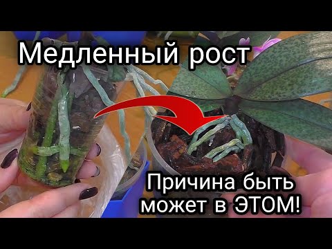 Видео: ОРХИДЕЯ требует пересадки  Как влияет размер горшка на развитие орхидеи