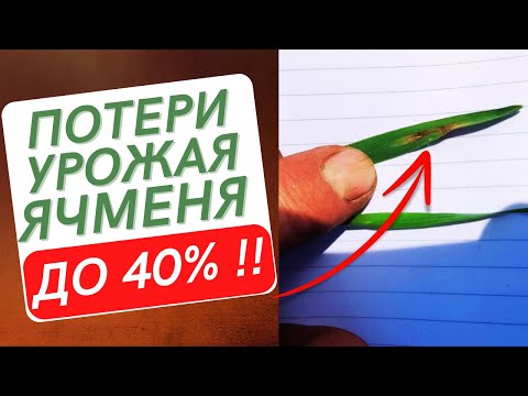 Видео: Сетчатая Пятнистость на ЯЧМЕНЕ. Методы борьбы с болезнью. Биофунгициды. Гуминатрин.