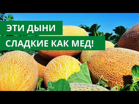 Видео: Выбрала ЭТИ СОРТА и не прогадала! ДЫНИ И АРБУЗЫ🍈🍉КАК МЕД!