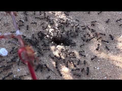 Видео: Просто прогулка ради съемки муравьев.