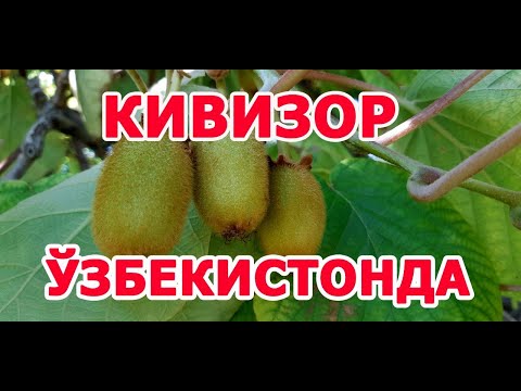 Видео: Киви дарахтлари Ўзбекистонда.Киви в Узбекистане.  тел: +99899 700 40 40