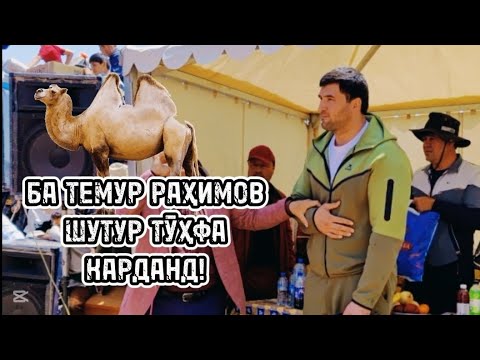 Видео: Темур Раҳимов дар гӯштини Тосқалъаи Восеъ қадрдонӣ гардид!