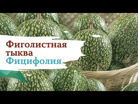 Видео: Фицифолия. Фиголистная тыква